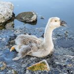 SOS environnemental: les oiseaux rares Crunch à partir de ventre pleins de plastique SOS environnemental: les oiseaux rares Crunch à partir de ventre pleins de plastique