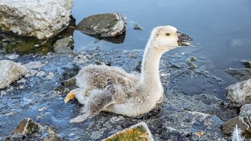 SOS environnemental: les oiseaux rares Crunch à partir de ventre pleins de plastique