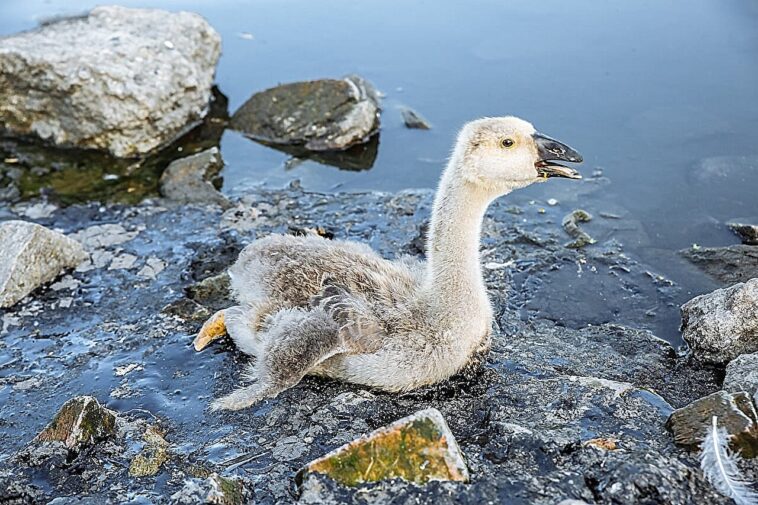 SOS environnemental: les oiseaux rares Crunch à partir de ventre pleins de plastique SOS environnemental: les oiseaux rares Crunch à partir de ventre pleins de plastique