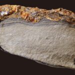 Seafloor Amber pourrait avoir des indices d'un tsunami il y a 115 millions d'années