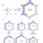 Synthèse micro-ondes assistée par l'eau de matériaux cof poreux pour les batteries au lithium-ion