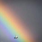 Tarification des oiseaux: UE Mulls Nature Crédits pour aider la biodiversité Tarification des oiseaux: UE Mulls Nature Crédits pour aider la biodiversité