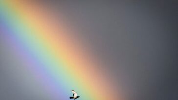 Tarification des oiseaux: UE Mulls Nature Crédits pour aider la biodiversité