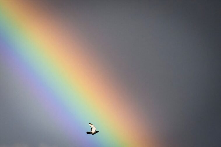 Tarification des oiseaux: UE Mulls Nature Crédits pour aider la biodiversité