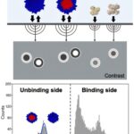 Technique de photométrie de masse accélère le contrôle de la qualité dans la production de vecteurs de thérapie génique