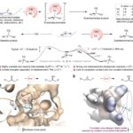 Un nouveau catalyseur permet des réactions radicales asymétriques à l'aide d'un ligand d'ingénierie