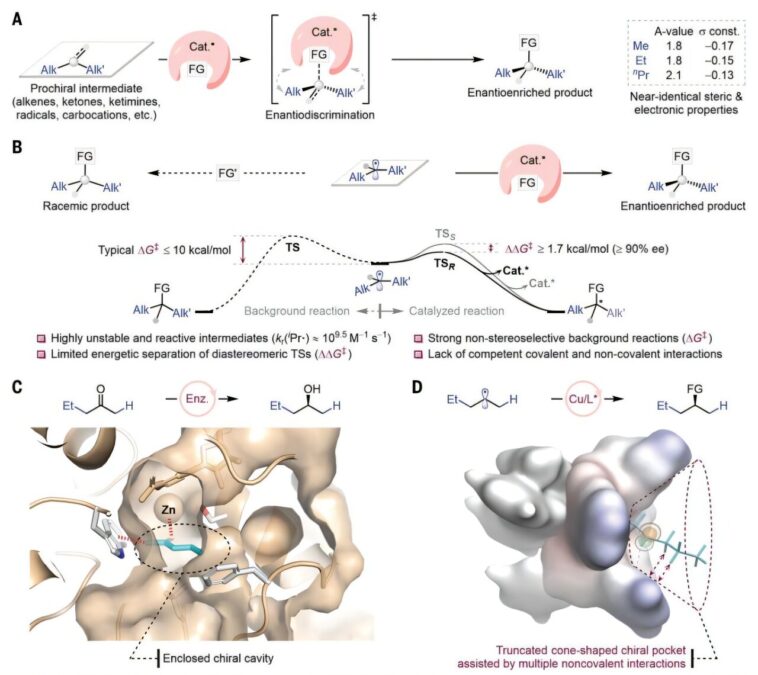Un nouveau catalyseur permet des réactions radicales asymétriques à l'aide d'un ligand d'ingénierie