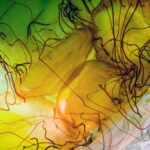 Pacific compass jellyfish (Chrysaora fuscescens) inside a plastic bag. The cultured jellyfish, along with a portion of the water in which they grew, are shipped in plastic bags (and insulating Styrofoam boxes) to various customers, including zoos, aquariums, and research institutions. Jellyfish Farm, Europe