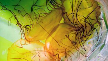 Pacific compass jellyfish (Chrysaora fuscescens) inside a plastic bag. The cultured jellyfish, along with a portion of the water in which they grew, are shipped in plastic bags (and insulating Styrofoam boxes) to various customers, including zoos, aquariums, and research institutions. Jellyfish Farm, Europe