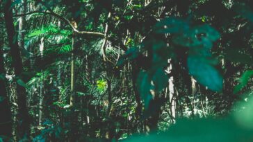 Alors que le climat des Nations Unies à tisser, la forêt amazonienne du Brésil perd en mai une zone plus grande que New York