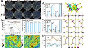 Amélioration de l'activité antibactérienne photocatalytique en utilisant une approche de décomposition α-MNO₂ à l'oxygène - riche α-MNO₂