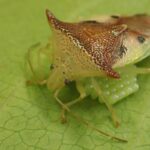 Ce bug de l'hélicoptère en hélicoptère a remodelé ses œufs