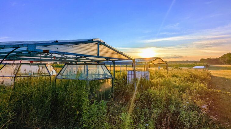 Certaines études peuvent ne pas peindre un tableau complet de la façon dont les plantes réagissent au changement climatique Certaines études peuvent ne pas peindre un tableau complet de la façon dont les plantes réagissent au changement climatique
