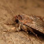 Cette espèce de papillon peut utiliser la voie laiteuse comme étoile directrice