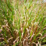 Comment la restauration des bassins versants de la rivière peut minimiser les risques de sécheresse et d'inondation