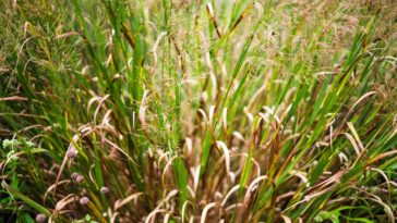 Comment la restauration des bassins versants de la rivière peut minimiser les risques de sécheresse et d'inondation