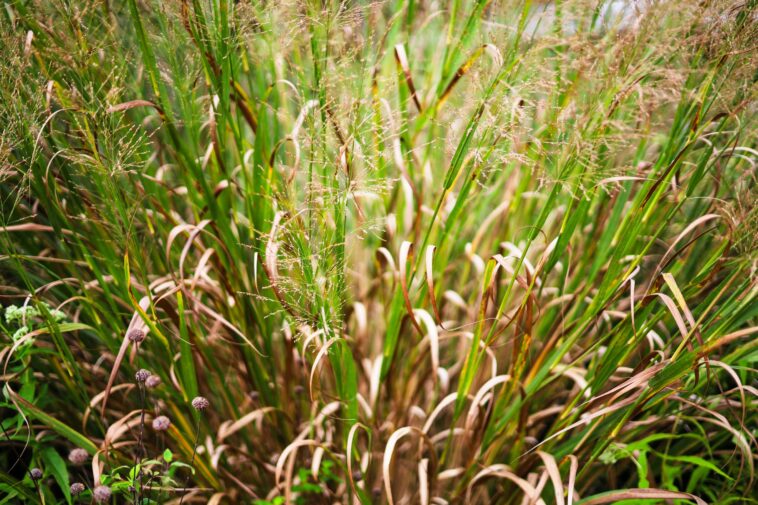 Comment la restauration des bassins versants de la rivière peut minimiser les risques de sécheresse et d'inondation