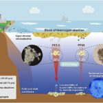 Comment les microalgues marines provoquent un couler les microplastiques flottants