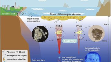 Comment les microalgues marines provoquent un couler les microplastiques flottants