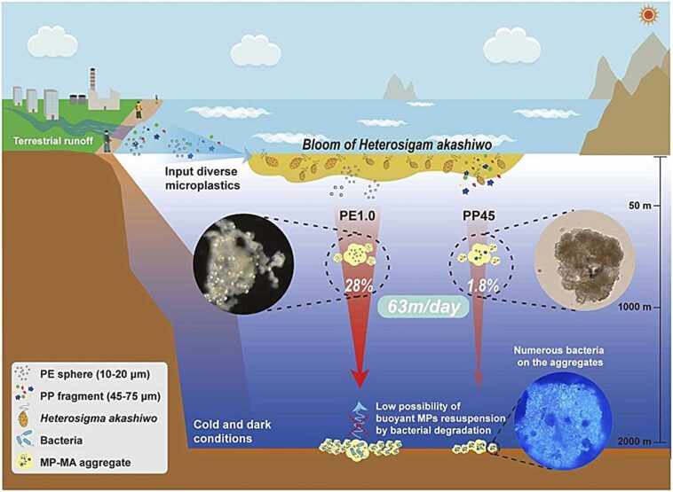 Comment les microalgues marines provoquent un couler les microplastiques flottants