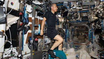 Comment les muscles bulles pourraient aider les astronautes à obtenir leurs jambes spatiales
