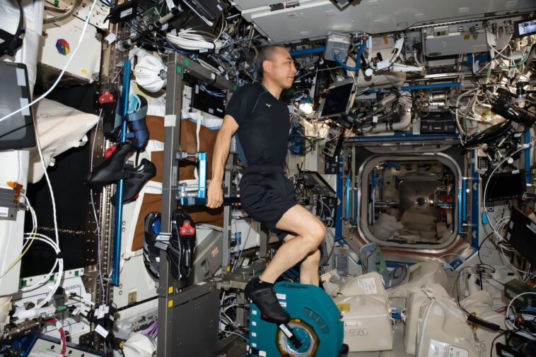Comment les muscles bulles pourraient aider les astronautes à obtenir leurs jambes spatiales