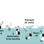 Diagramme montrant les angles corrects pour faire un gros éclaboussures lorsque Manu saute
