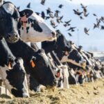 Comment une agence d'agriculture américaine est devenue la clé dans la lutte contre la grippe oiseaux