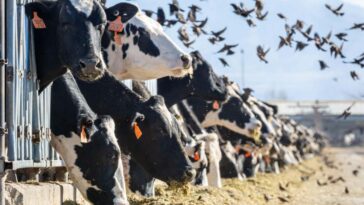 Comment une agence d'agriculture américaine est devenue la clé dans la lutte contre la grippe oiseaux