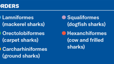 Un guide pour les graphiques de requins indiquant les ordres de requins comme: Lamniformes (Sharks MacKerel) Orectolobiformes (Sharks de tapis) Carcharhiniformes (requins au sol) Squaliformes (requins defish) hexandiformes (vache et requins à pied)