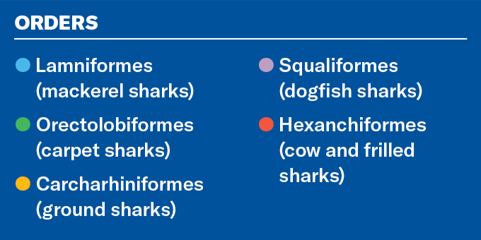 Un guide pour les graphiques de requins indiquant les ordres de requins comme: Lamniformes (Sharks MacKerel) Orectolobiformes (Sharks de tapis) Carcharhiniformes (requins au sol) Squaliformes (requins defish) hexandiformes (vache et requins à pied)