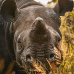 Un rhinocéros avec son klaxon se reproduisant