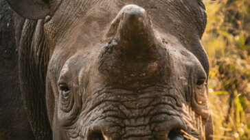 Un rhinocéros avec son klaxon se reproduisant