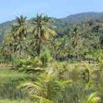 Déclin AMOC lié à une augmentation des précipitations de la saison sèche dans certaines parties de la forêt amazonienne Déclin AMOC lié à une augmentation des précipitations de la saison sèche dans certaines parties de la forêt amazonienne