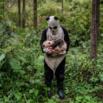 Ami Vitale - Pandamonium A panda keeper does a health check on the cub of giant panda Xi Mei at the Wolong Nature Reserve managed by the China Conservation and Research Center for the Giant Panda in Sichuan province, China October 31, 2015. (Photo by Ami Vitale)