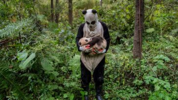 Ami Vitale - Pandamonium A panda keeper does a health check on the cub of giant panda Xi Mei at the Wolong Nature Reserve managed by the China Conservation and Research Center for the Giant Panda in Sichuan province, China October 31, 2015. (Photo by Ami Vitale)