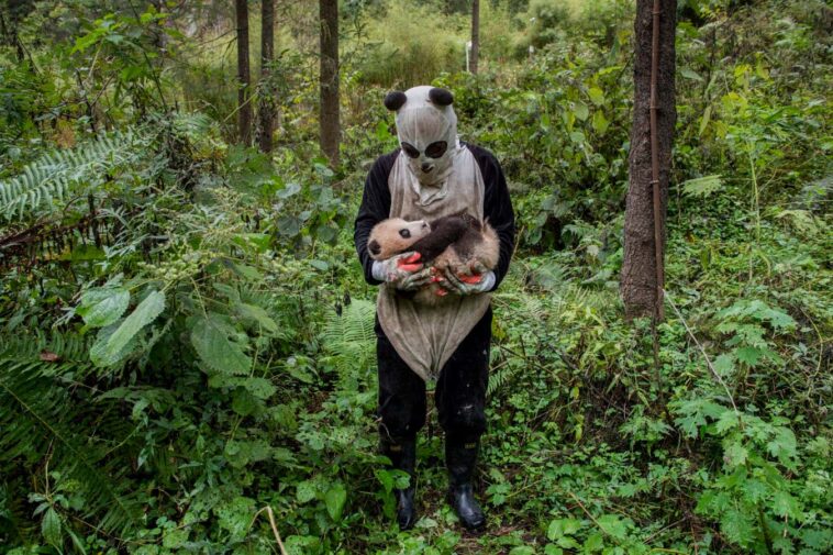Ami Vitale - Pandamonium A panda keeper does a health check on the cub of giant panda Xi Mei at the Wolong Nature Reserve managed by the China Conservation and Research Center for the Giant Panda in Sichuan province, China October 31, 2015. (Photo by Ami Vitale)