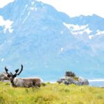 En Norvège, les objectifs du climat se heurtent aux droits des éleveurs autochtones En Norvège, les objectifs du climat se heurtent aux droits des éleveurs autochtones