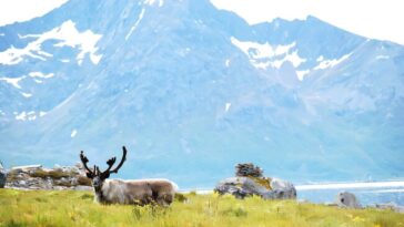 En Norvège, les objectifs du climat se heurtent aux droits des éleveurs autochtones