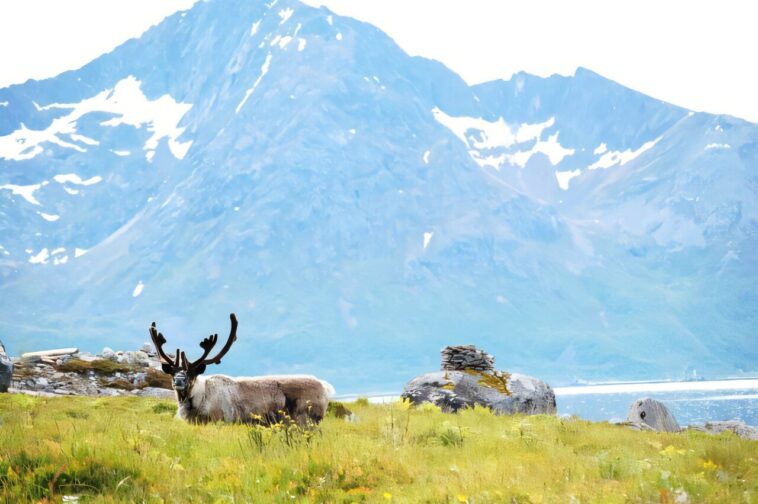 En Norvège, les objectifs du climat se heurtent aux droits des éleveurs autochtones En Norvège, les objectifs du climat se heurtent aux droits des éleveurs autochtones