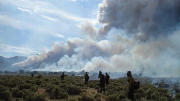Goldilocks Conditions pour les incendies de forêt: vingt ans de données montrent quelles zones sont les plus à risque