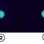 Green Glow de terbium: un capteur simple pour le cancer du foie