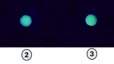 Green Glow de terbium: un capteur simple pour le cancer du foie