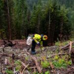 Il est impossible de compenser les réservoirs mondiaux de combustibles fossiles en plantant des arbres