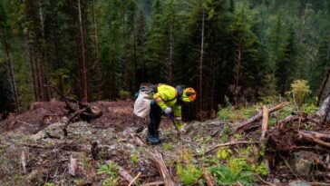 Il est impossible de compenser les réservoirs mondiaux de combustibles fossiles en plantant des arbres