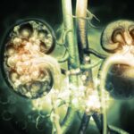 L'édition de gènes pourrait traiter les dommages causés par une maladie rénale «irréversible»