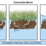L'étude de modélisation trouve les premiers signes de déclin généralisé des marais côtiers
