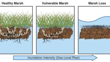 L'étude de modélisation trouve les premiers signes de déclin généralisé des marais côtiers