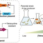 L'évolution guidée par le biocapteur améliore la production d'acide iTaconique chez E. coli L'évolution guidée par le biocapteur améliore la production d'acide iTaconique chez E. coli