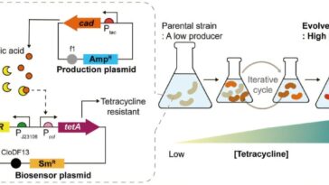 L'évolution guidée par le biocapteur améliore la production d'acide iTaconique chez E. coli